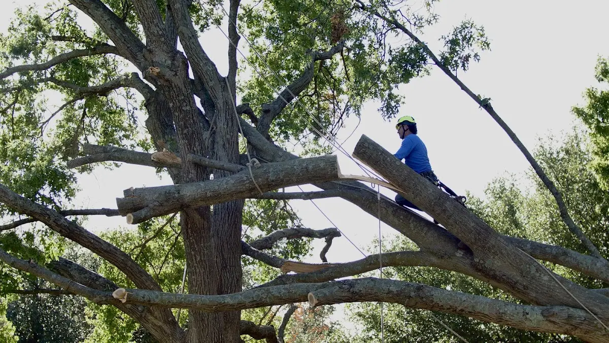 Professional Crown Thinning performed by certified arborists in Carol Stream